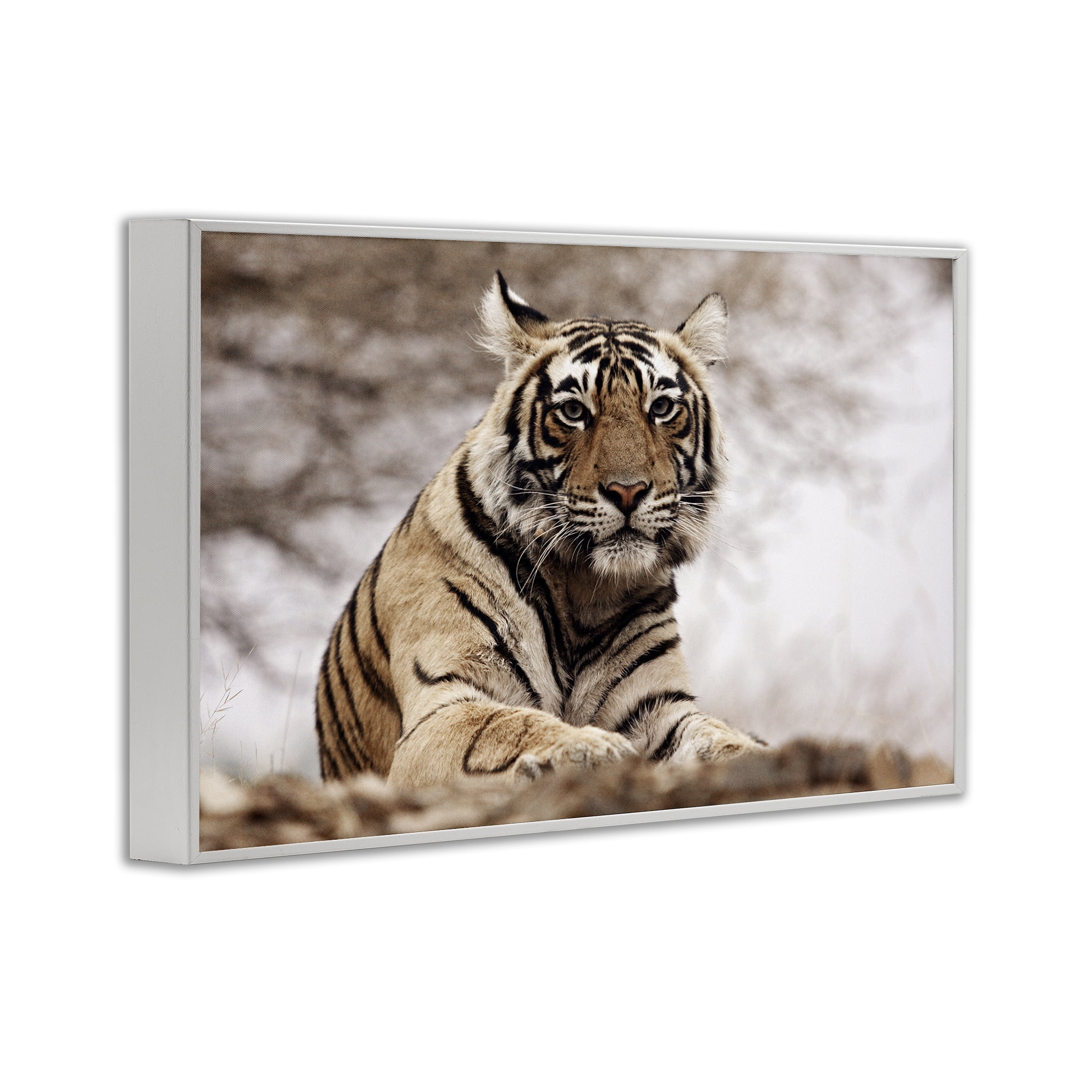 Stupell Industries Strong Tiger Atop Hill Animals & Insects Photography White Framed Art Print Wall Art, 30 x 20