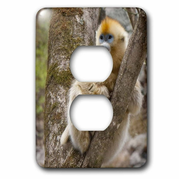 3dRose, China, Qinling Mountains, female Golden monkey - AS07 AGA0019 - Alice Garland, 2 plug outlet cover