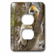 3dRose China, Qinling Mountains, female Golden monkey - AS07 AGA0019 - Alice Garland, 2 Plug Outlet Cover