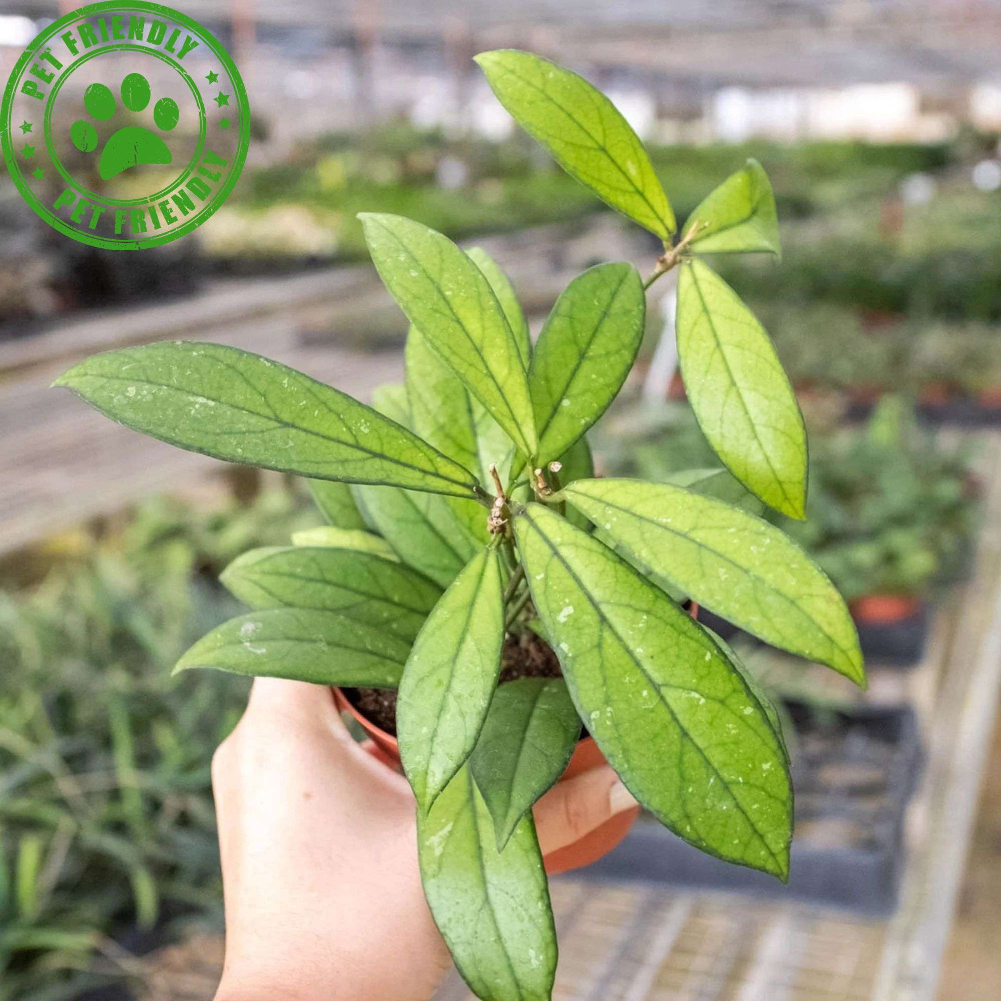 Hoya Crassipetiolata Live Plant for Indoor | Different Houseplants in 4'' & 6'' Pot | Real House Plant for Living Room, Office, Desk & Bathroom | Hoya crassipetiolata