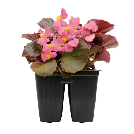Expert Gardener 4PK Pink Begonia Live Plant