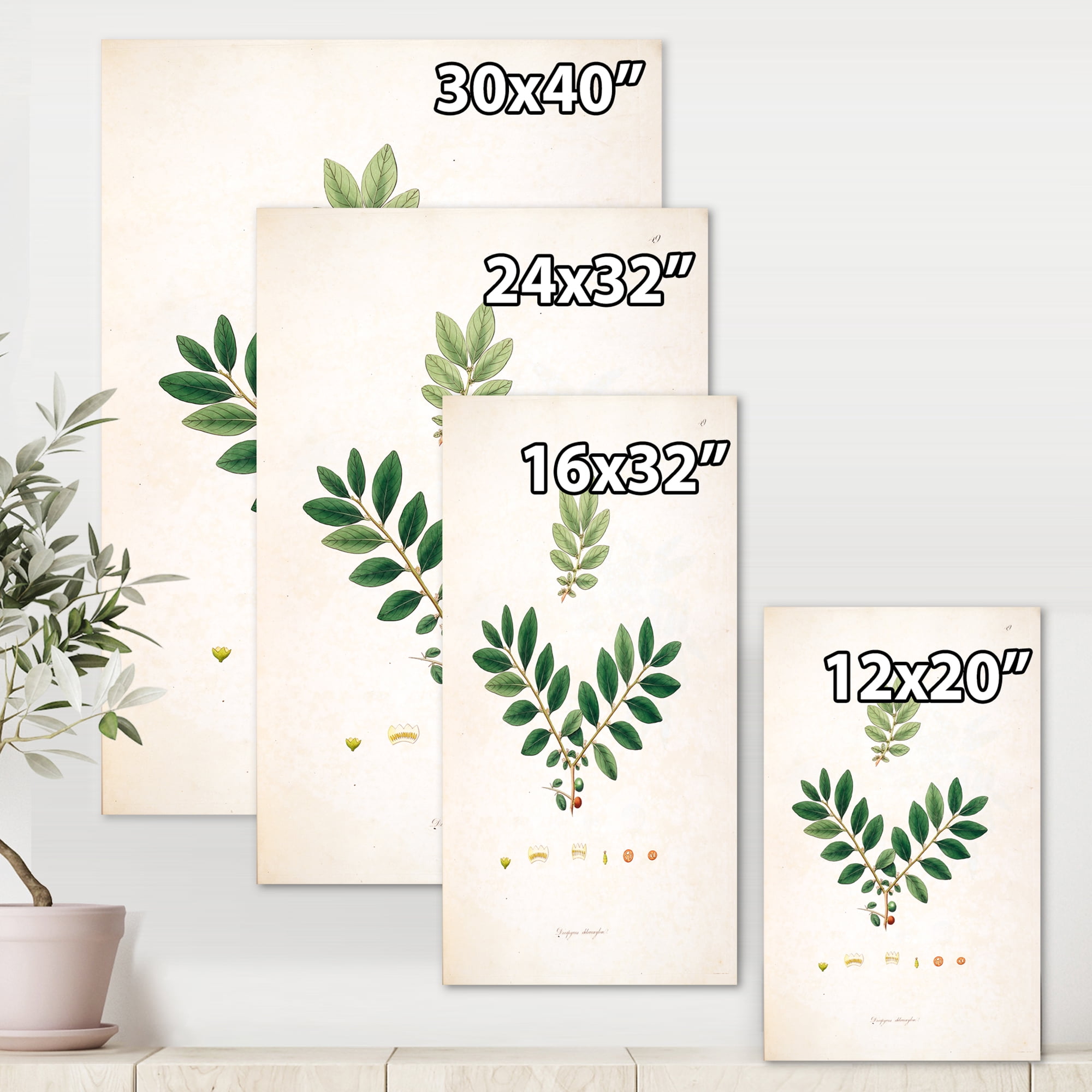 Designart ' Ancient Plant Life XIV ' Farmhouse Canvas Wall Art Print