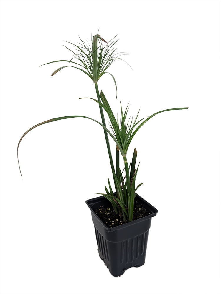 Dwarf Egyptian Papyrus Plant Cyperus Live Plant 2.5" Pot