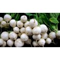 thumbnail image 5 of Shogoin Turnip Seeds/ Annual/ Full Sun/ 44K Seeds 1/4lb/ Zellajake Farm and Garden - B186, 5 of 6
