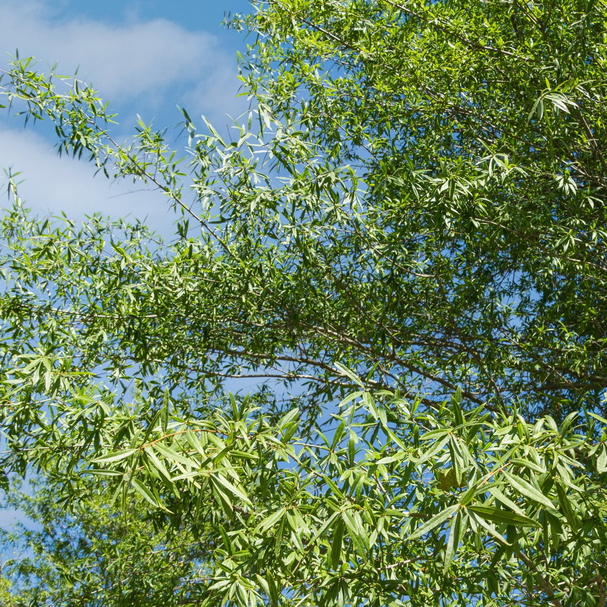 National Plant Network 3 gal Willow Oak Live Tree with Full Sunlight