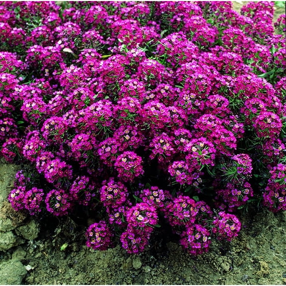 25 Sweet Alyssum Bright Plum Seeds – Tiny Colorful Flower Seeds for Spring & Fall Gardens – Ideal for Pathways, Edges & Hanging Baskets