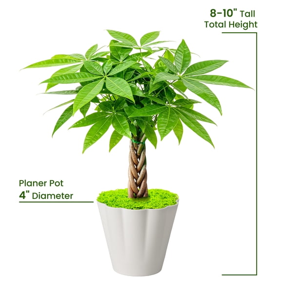 Braided Lucky Money Tree (Pachira Aquatica), 8-10''Height, Low Maintenance Air Purifying Live Houseplant,Ideal Gift for Housewarming & Holiday