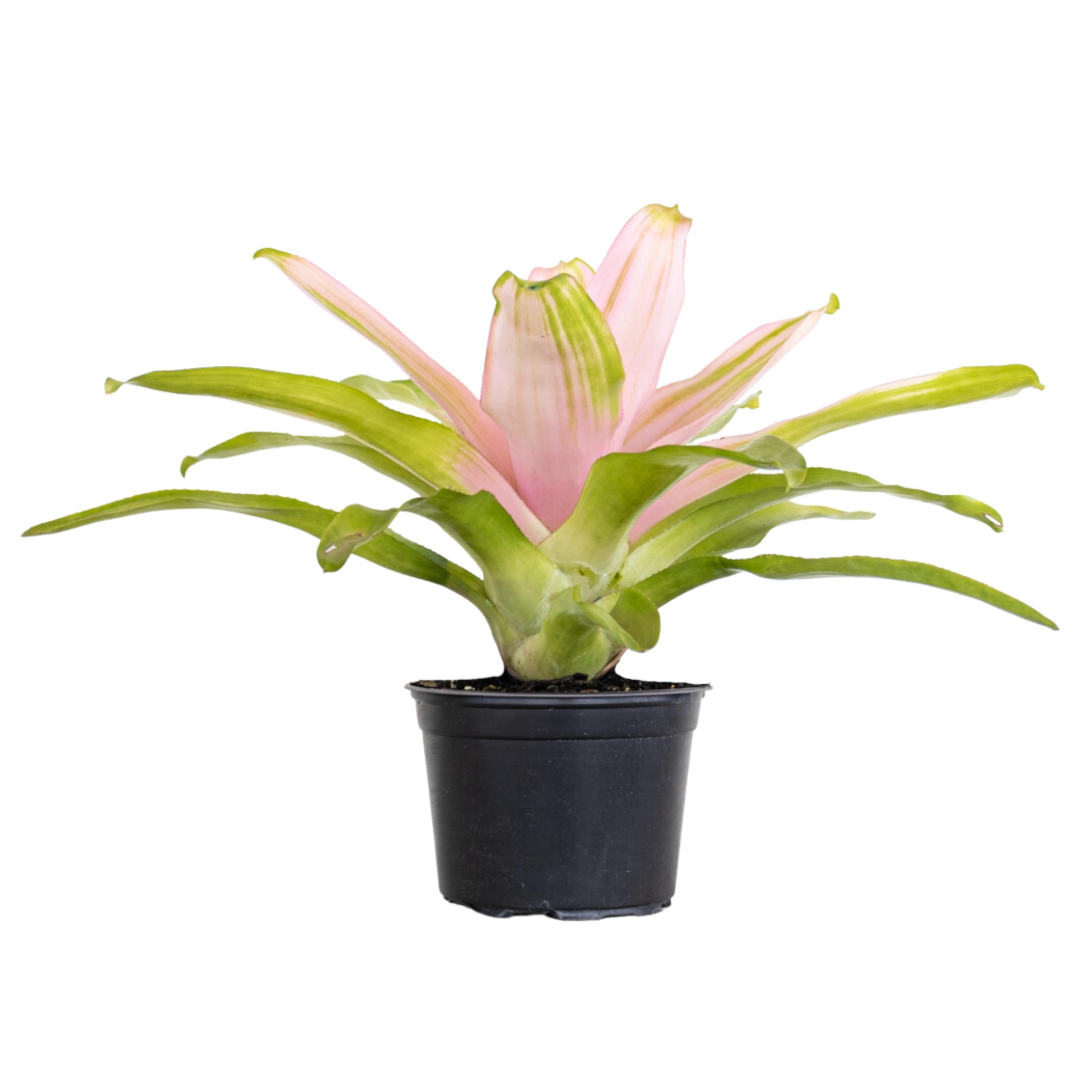 United Nursery Live Bromeliad Pink Cotton Candy Plant 12-16 inches Tall in 6-inch Grower Pot