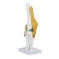 thumbnail image 2 of Knee Joint Model Anatomy Study, Mechanics Of The Knee Joint Knee Joint Model Vivid To Simulate The Bending  For Studio For Home For School For Work, 2 of 8