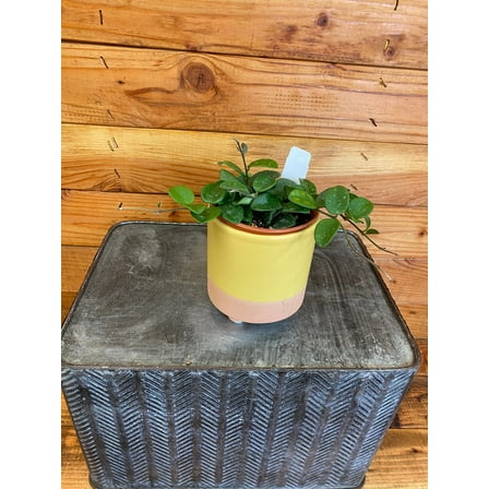 Hoya Mathilde, 4" Plant