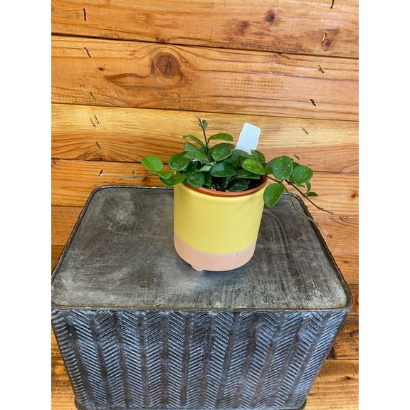 Hoya Mathilde, 4" Plant