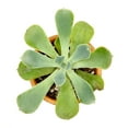 thumbnail image 6 of Echeveria Raindrops (2"+ Plastic Pot) - Tiny, Lovely, Easy to Care Succulents - Live Succulents for Home Office, 6 of 7