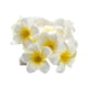 thumbnail image 1 of Guirnalda De Luces Led Con Flores De Frangipani, Luces Vintage, Luces De Hadas, Boda, Fiesta, Hogar, Batería, Luces Led, 1 of 5