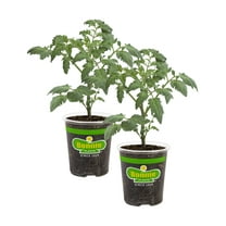 Bonnie Plants Cherokee Purple Tomato 19.3 oz. 2-pack