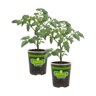 anthurium acutum Anthuriums Lime Light (USA Grown) / wholesale anthuriums Midori –  48LongStems.com main image 1