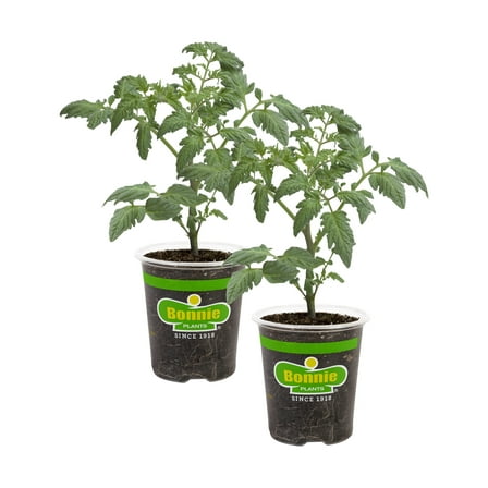 Bonnie Plants Cherokee Purple Tomato 19.3 oz. 2-pack