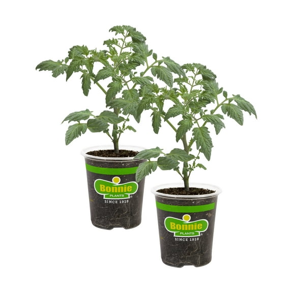 Bonnie Plants Cherokee Purple Tomato 19.3 oz. 2-pack