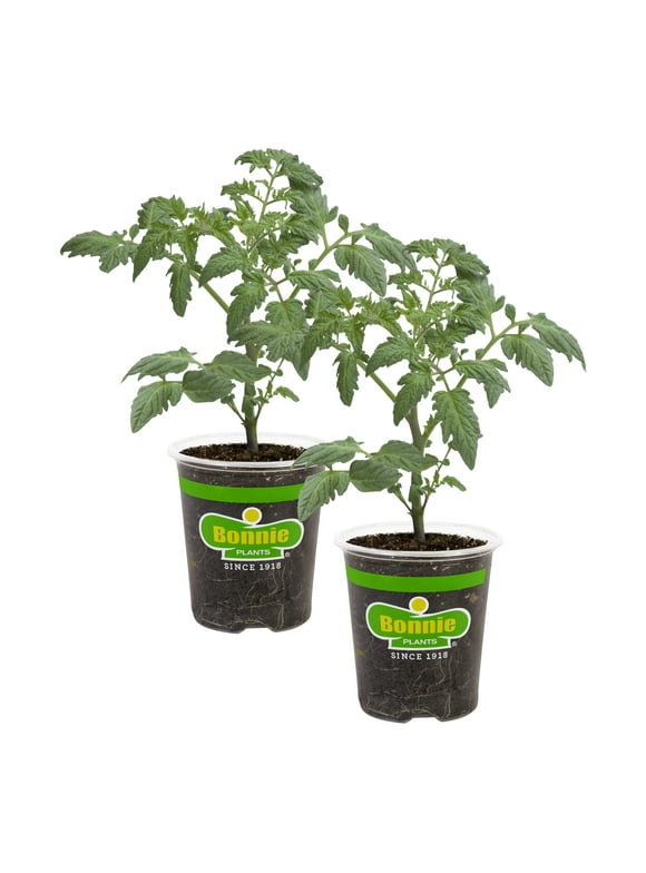 Tomato Plants in Vegetable Plants