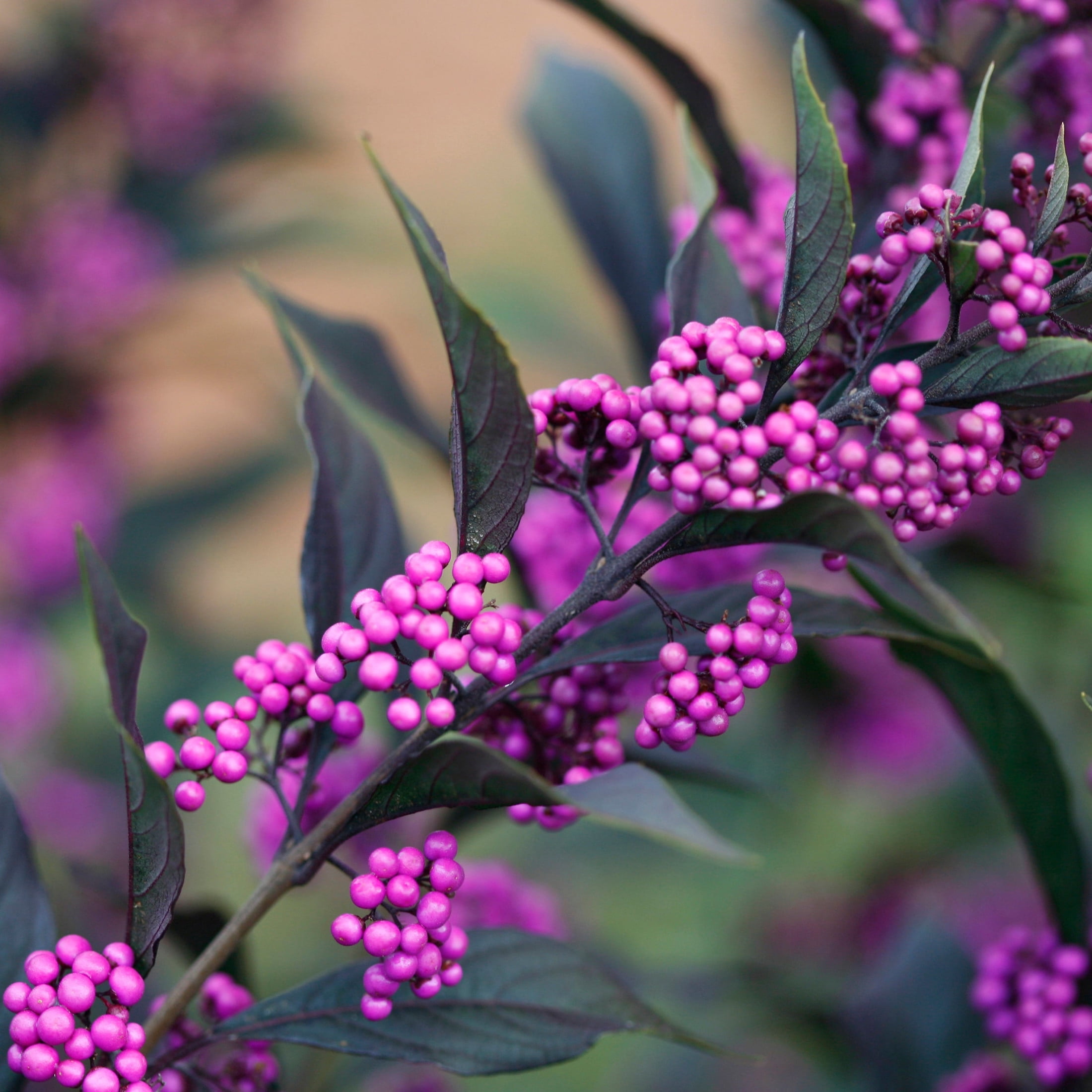 Proven Winners ColorChoice 6" Pearl Glam Beautyberry Live Plant in 7.5" Pot