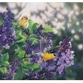 thumbnail image 2 of McGowan TT93071 Tuftop Goldfinch Cutting Board- Small, 2 of 2