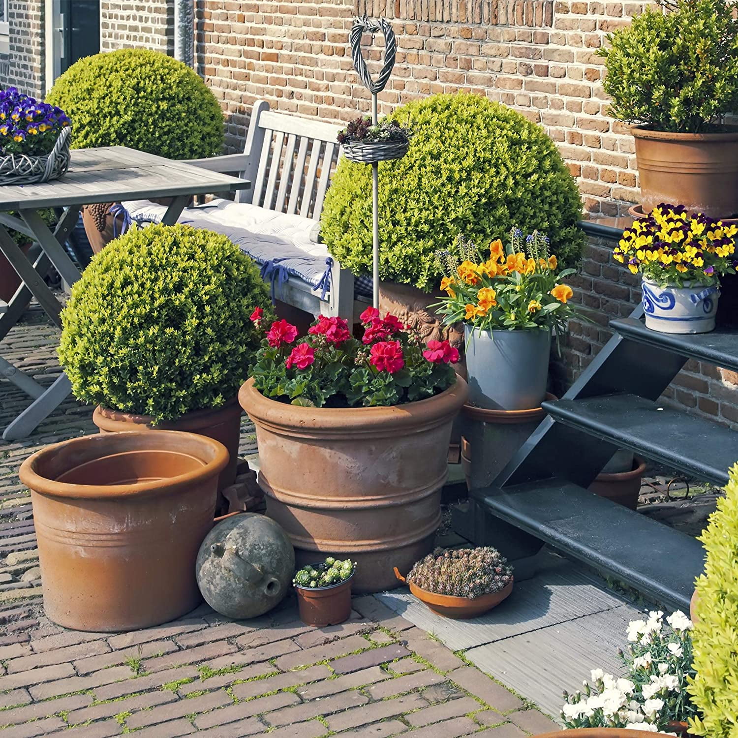 Bells of Ireland Flower Plant Seeds - 4 Oz ~16,000 Seeds - Moluccella laevis - Annual, Open Pollinated, Flower Garden