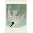 thumbnail image 2 of Audubon, John James 13x18 White Modern Wood Framed Museum Art Print Titled - Pl 410 Marsh Tern, 2 of 4