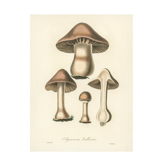 Trademark Fine Art Pictufy Medical Botany Canvas Wall Art