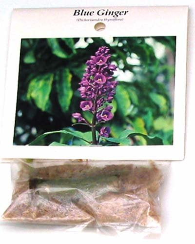 Hawaiian Tropical Blue Ginger Plant Root Pack Of 5 Grow Hawaii Walmart Com Walmart Com