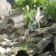 thumbnail image 4 of Oubit Ornement de Jardin, Statue de Conte de Fées, Statue de Fée, Performance, 4 of 6