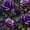 Color 2, variant on Peel and Stick Wallpaper Vintage Gothic Dark Purple Roses Damask 17.7in x 9.8ft Self Adhesive Contact Paper Removable