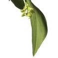 thumbnail image 5 of 60" Tulip Flowers Garland, 5 of 5