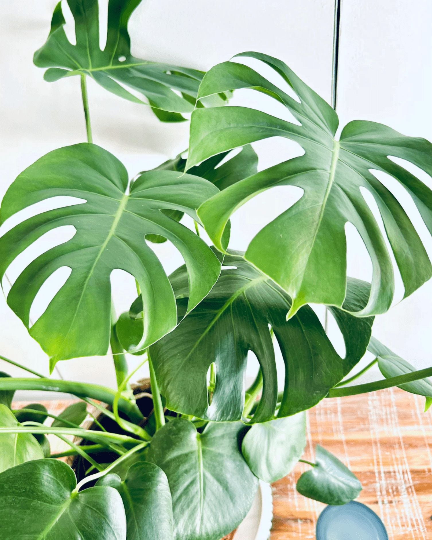Monstera Deliciosa Plant Live, Philodendron Swiss Cheese Live Indoor Houseplant, Tropical Split-Leaf Plant for Home Office, 5-8" Tall, No Pot