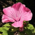 thumbnail image 2 of Rose Mallow Seed - Lavatera Trimestris Tanagra Flower Seeds - 2000 Seeds, 2 of 3