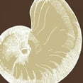 thumbnail image 2 of N Harbick 36x36 Gallery Wrapped Canvas Wall Art Titled - Natural Shell II, 2 of 4