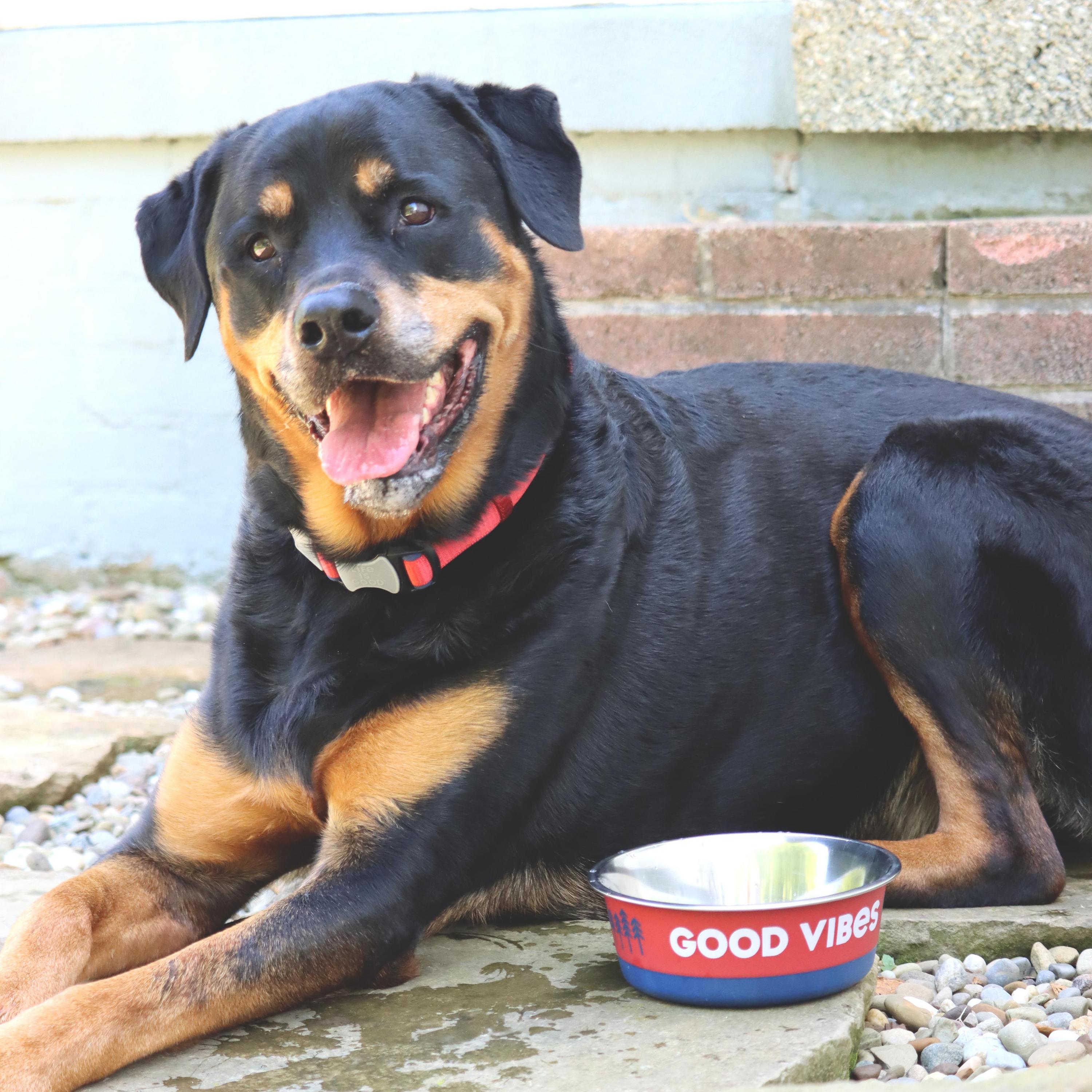 Life is Good® Stainless Pet Bowl, Red, 28 oz