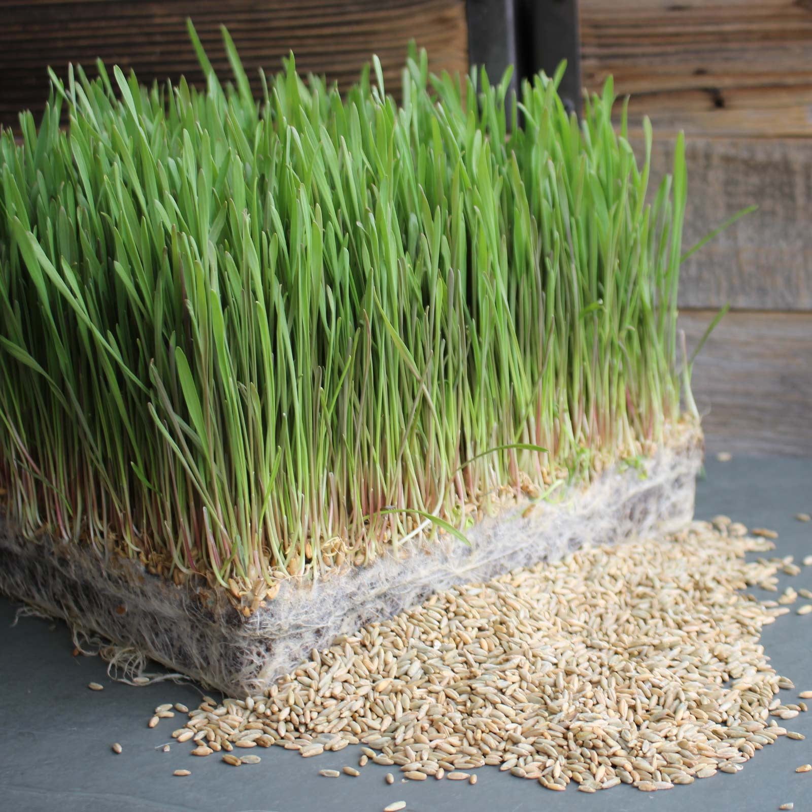 Organic Rye Grain Seeds - 35 Lb Re-Sealable Bucket - Rye Seed / Grains for Flour, Bread, Sprouting, Rye Grass & More