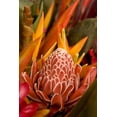 thumbnail image 2 of Kaveney, Wendy 11x14 Gold Ornate Wood Framed with Double Matting Museum Art Print Titled - French Polynesia Tropical native flowers, 2 of 4