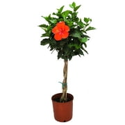 Tropical Plants of Florida 44" to 48" Braided Red Hibiscus Tree; Full Sunlight, Flowering Tree, Grower's Planter