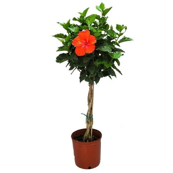Tropical s of Florida 44" to 48" Braided Red Hibiscus Tree; Full Sunlight, Flowering Tree, Grower's er