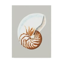 Trademark Fine Art 'Nautilus' Canvas Art by Michael Willett