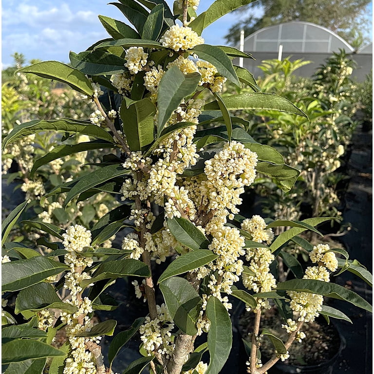 Fragrant Princess Dwarf Tea Olive (Osmanthus 'Kaori Hime') – Live Plant 1QT