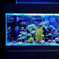 thumbnail image 1 of WEUVEB Planta Artificial Para Acuario Con Y Detallado, 1 of 6