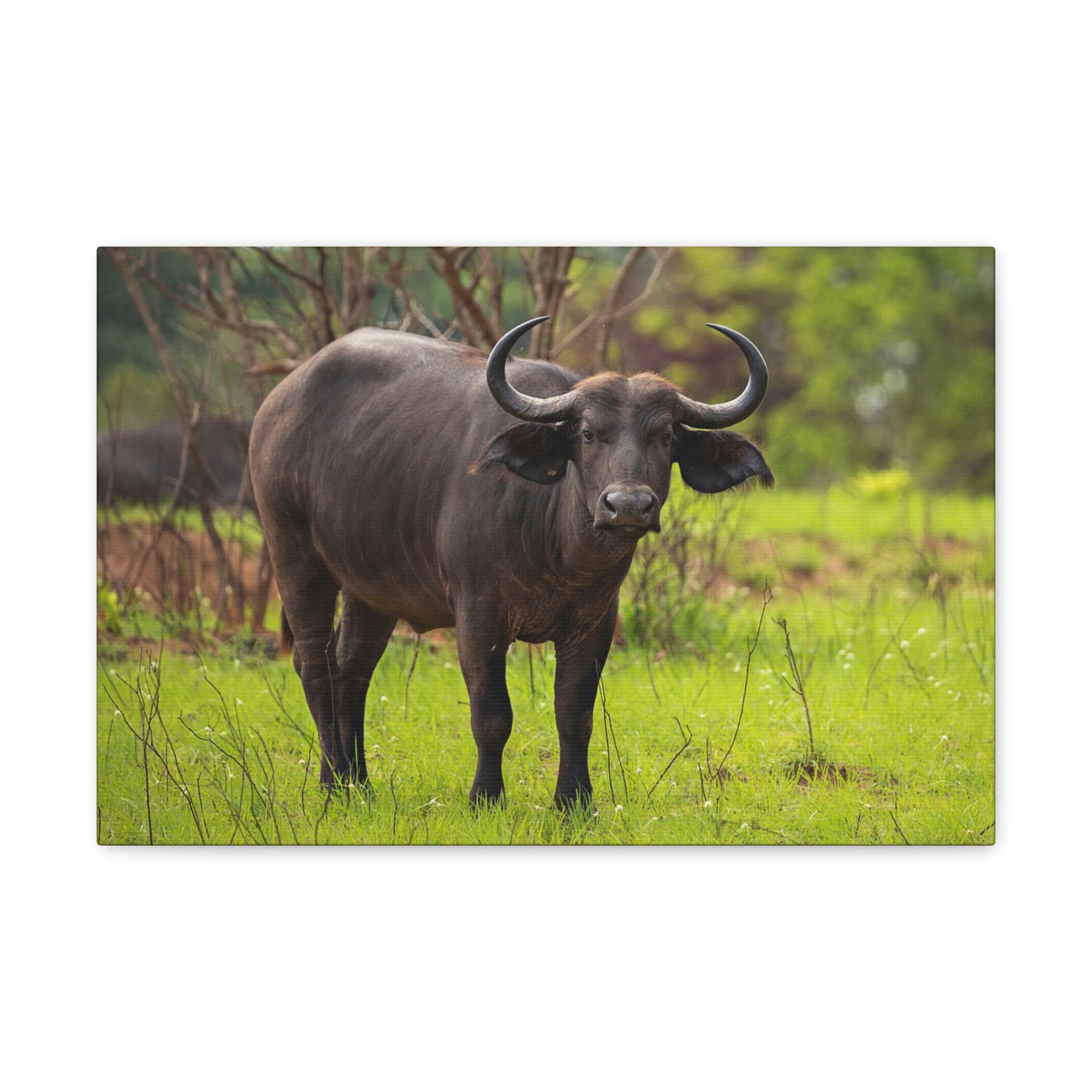 Majestic Water Buffalo Art Majestic Water Buffalo Print Animal Wall Art