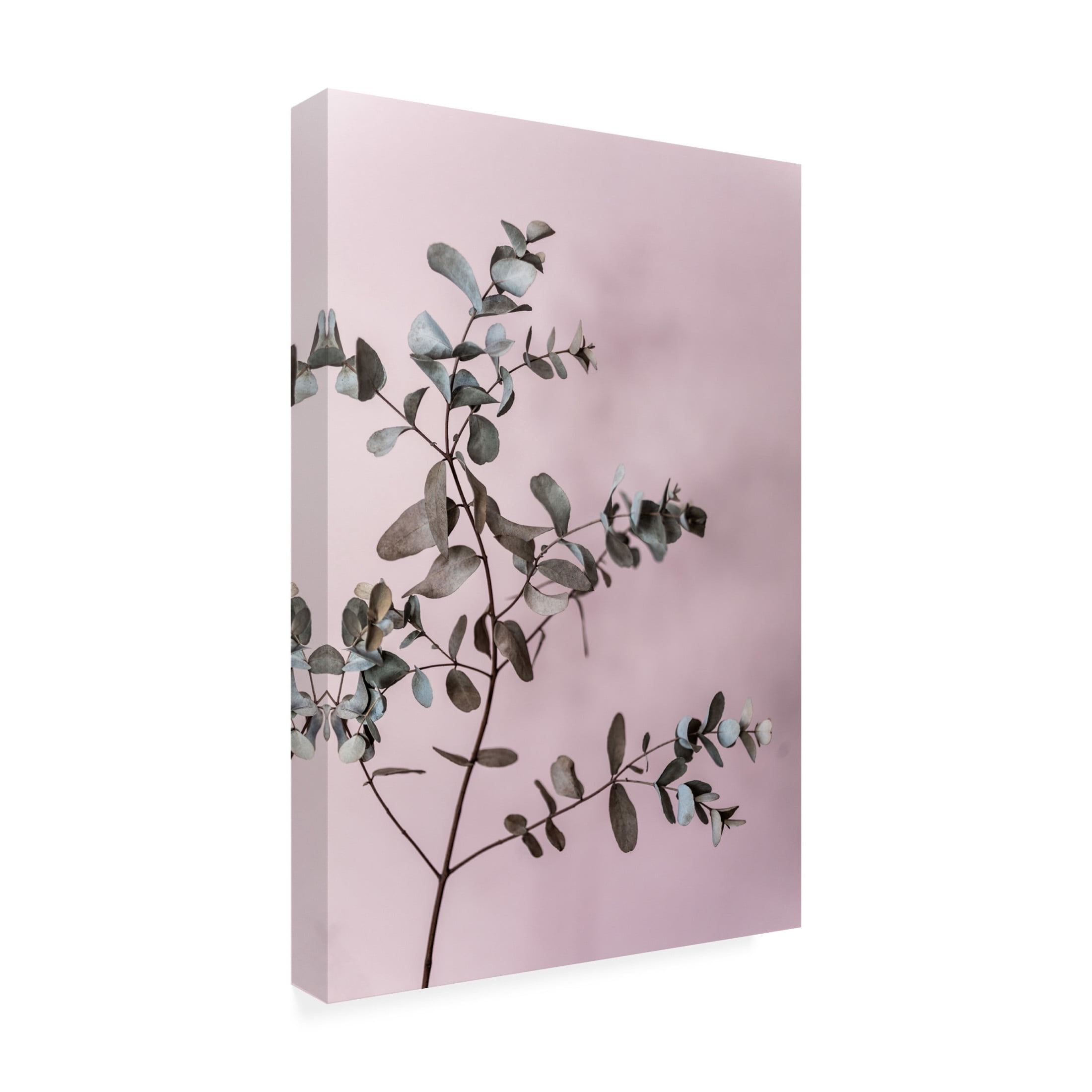 Trademark Fine Art Mareike Bohmer Eucalyptus 12 Canvas Wall Art