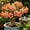 b, variant on Desert Rose-Easy Grow-Low Maintenance-Ideal for Beds Borders,Plant Pots & Planters