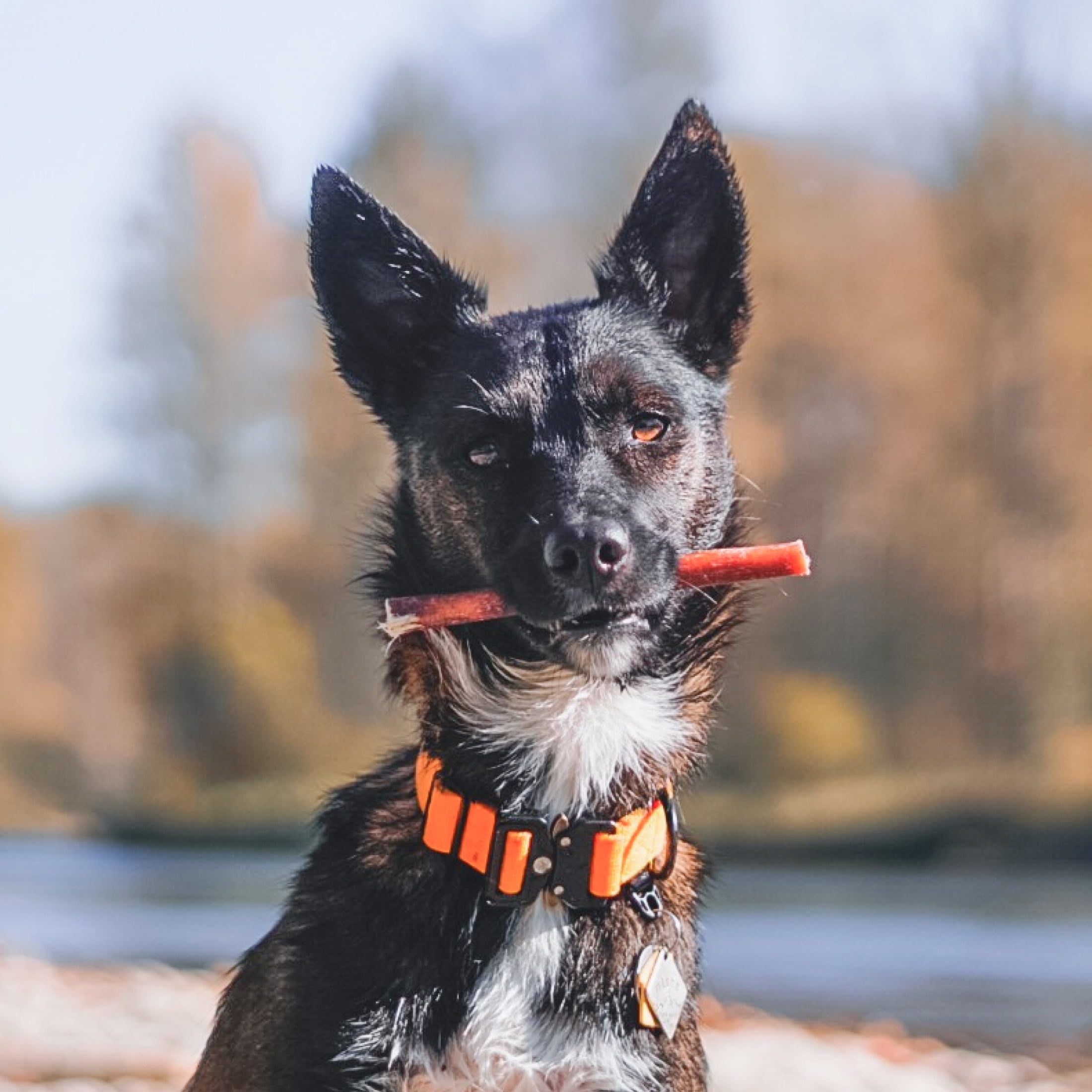Best Bully Sticks Odorless 4-8 Inch Bully Sticks for Dogs - 8 oz (Pack of 1) - 100% Natural Grass-Fed Beef, No Rawhide, Grain and Odor Free Chew Treat - Small, Medium, Large Breeds, Puppies