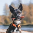 thumbnail image 3 of Best Bully Sticks Odorless 4-8 Inch Bully Sticks for Dogs - 8 oz (Pack of 1) - 100% Natural Grass-Fed Beef, No Rawhide, Grain and Odor Free Chew Treat - Small, Medium, Large Breeds, Puppies, 3 of 6