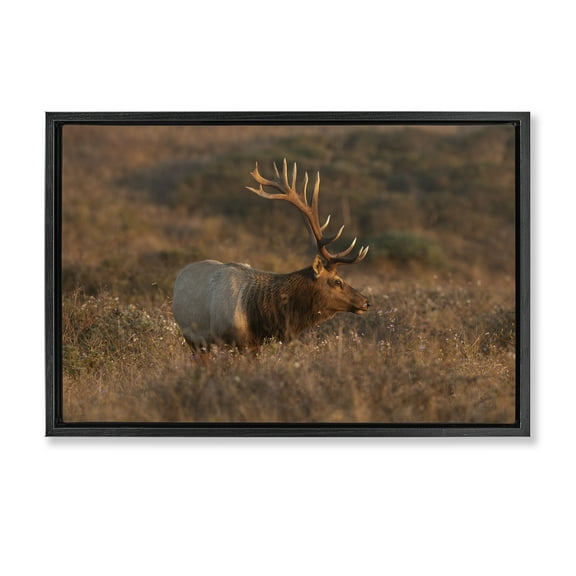 Stupell Industries Roaming Elk Photography Landscape & Nature Photography Black Floater Framed Canvas Art Print Wall Art, 25 x 17