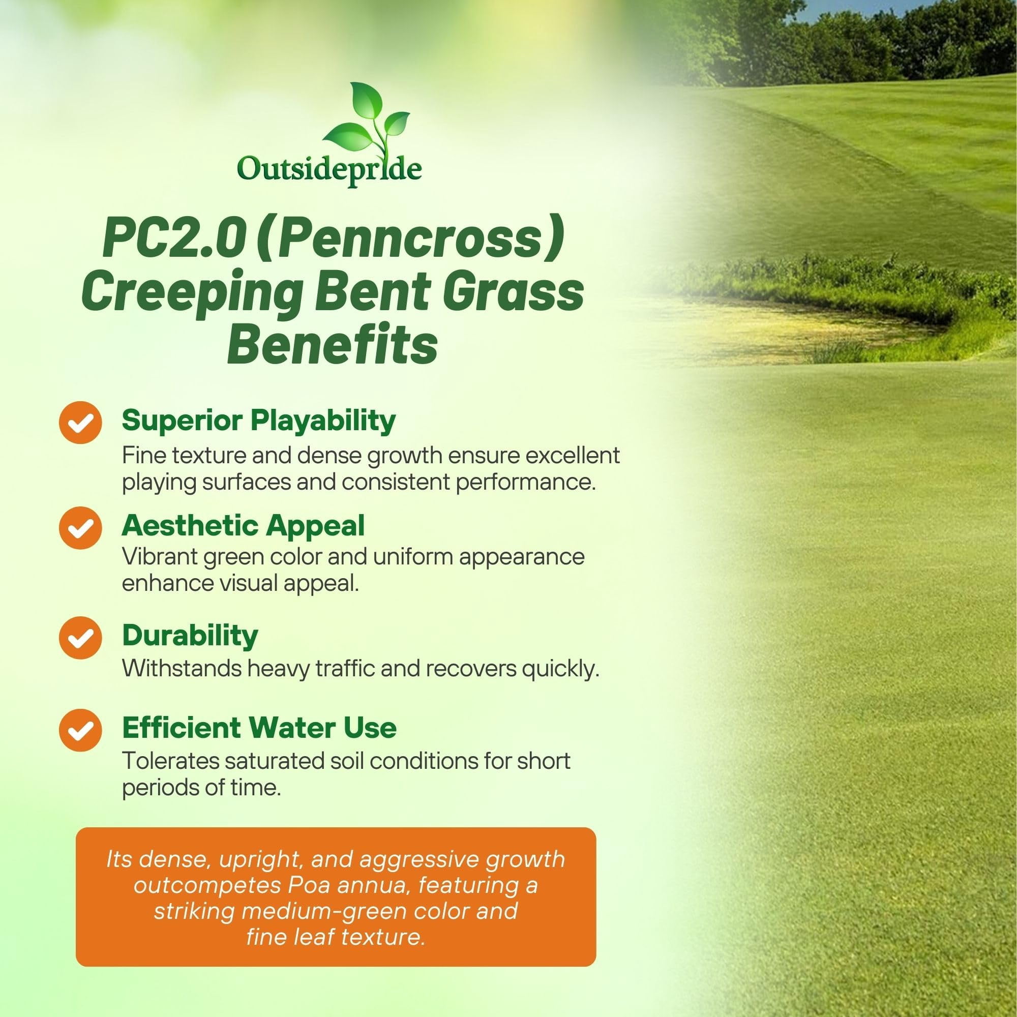 PC2.0 Penncross Creeping Bent Grass Seed - Putting Green Seed - 25 LBS