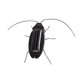 thumbnail image 2 of Juguete modelo cucaracha Zulema simulación de animales con energía solar, 2 of 7